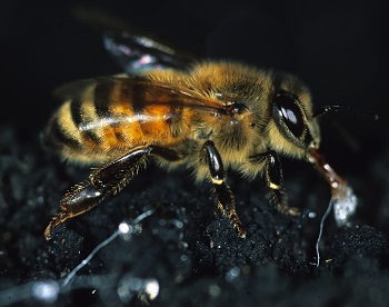 honeydew-honey-bee